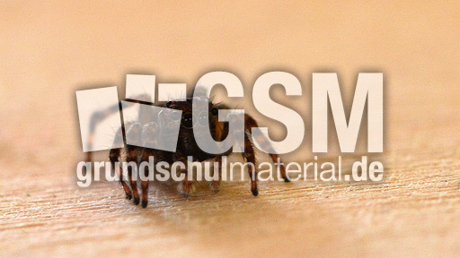 Springspinne (4).jpg